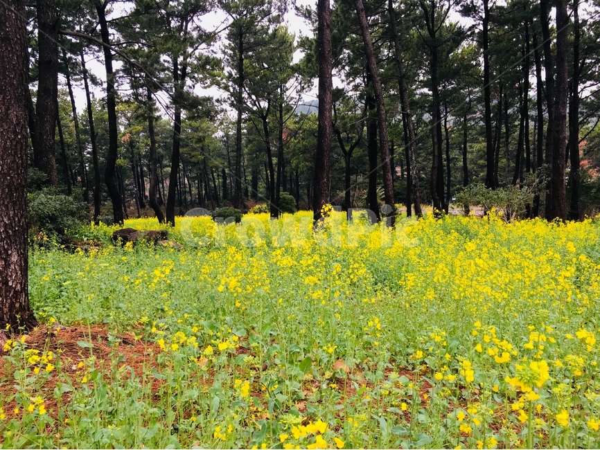 나무,자연,봄,꽃,유채꽃,소나무,풍경,landscape,봄,계절,spring,season,자연,풍경,nature,landscape,식물,plants,나무,trees,wood,outdoors,옥외,field,들,grassland,목초지,rural,농촌,farm,농장,meadow