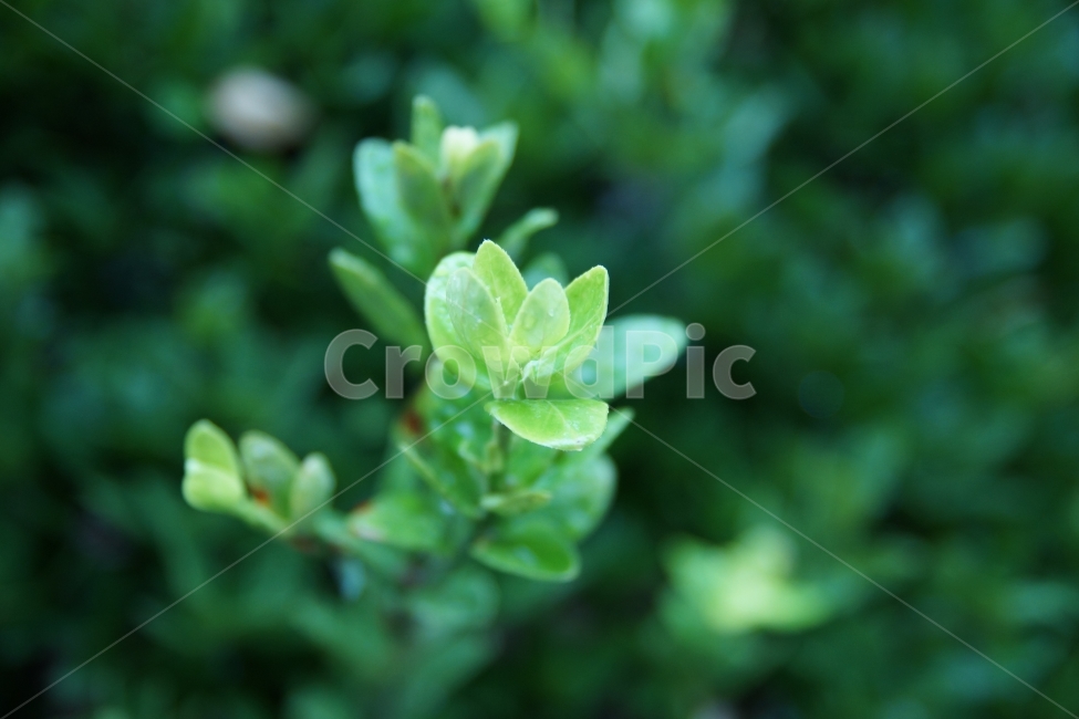 꽃,나뭇잎,잎,잎사귀,초록,녹색,식물,식물,자연,plants,nature