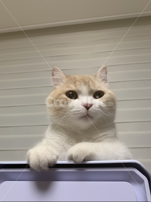 고양이,반려동물,스코티쉬,스트레이트,캣,cat,집사,심기풀편,화남,야옹이,애교쟁이,동물,animal,포유류,mammal,고양이,cat,kitten,kitty