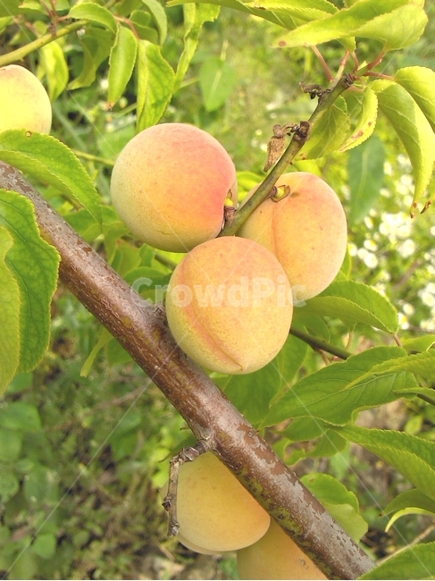 매실,홍매실,열매,과일,매실나무,식물,과일나무,과일,열매,fruit