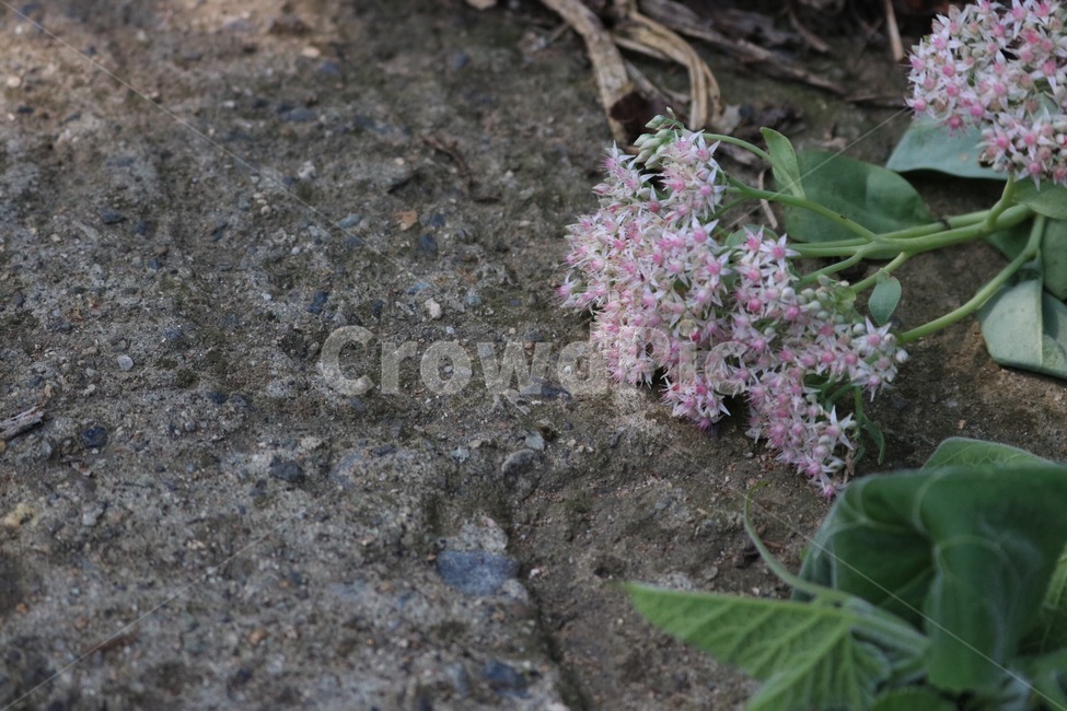 꽃,식물,분홍,초록,땅,감성,flower,hana,plants,shokubutsu,pink,pinku,green,midori,land,tochi,흰색,white,shiro,동물,animal,곤충,벌레,insect,bug