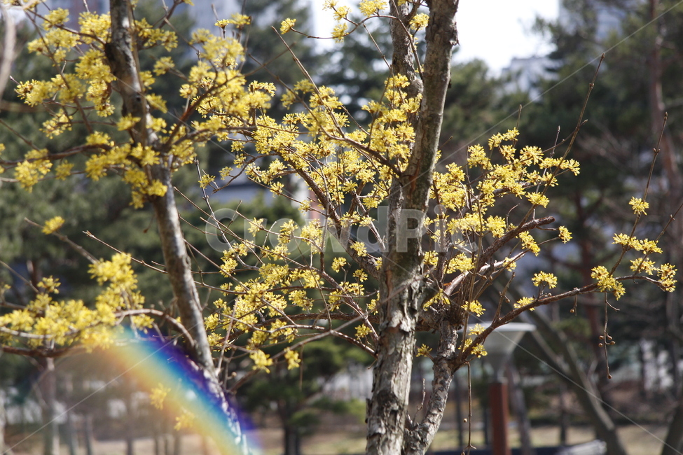 식물,tree,plant,나무,나무줄기,꽃,봄꽃,노란꽃