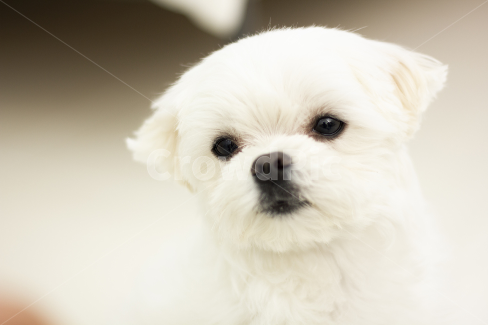 animal,동물,pet,dog,개,puppy,강아지,말티즈,maltese,동물,animal,포유류,mammal,개,강아지,dog,doggy