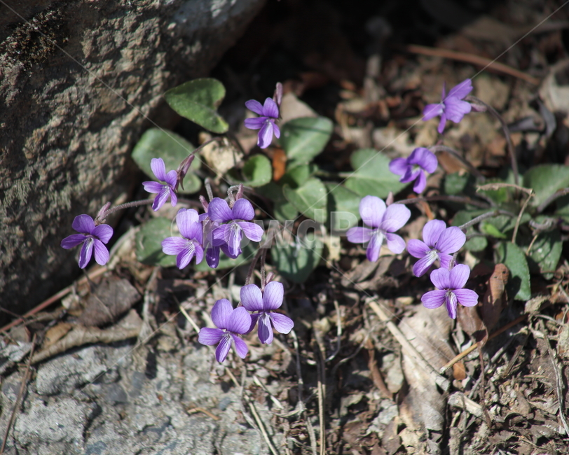 제비꽃,꽃,봄,오랑케꽃,manchurianviolet
