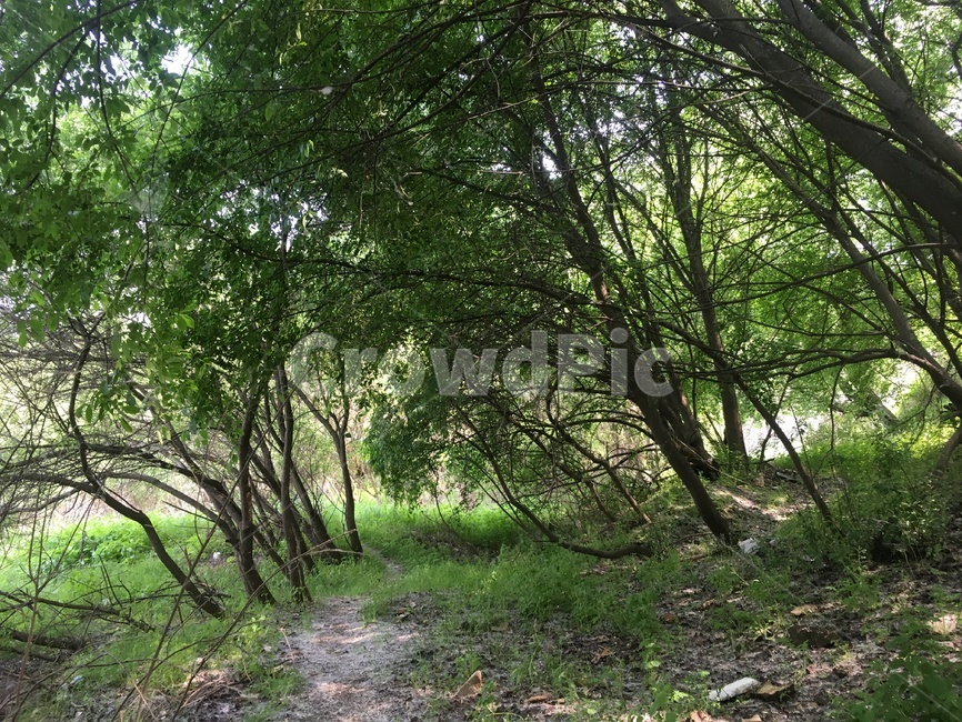 ground,바닥,plant,식물,tree,나무