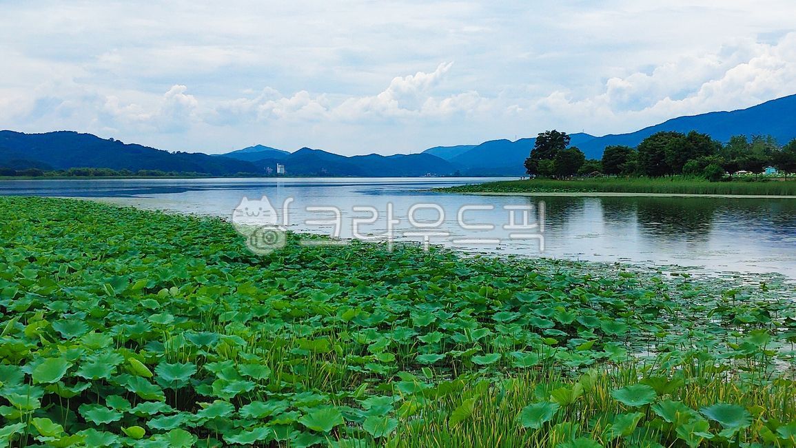 Yangsuri,city of water,forest,reflection,nature,Dumulmeori,reflecting,water,cloud,mountain,environment,outdoors,lotus field,aquatic plants,lake,water shadow,water surface