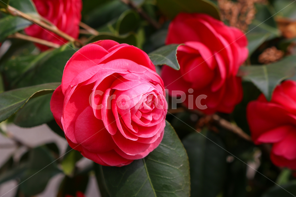 rose,장미,flower,꽃,plant,식물,blossom,식물,자연,plants,nature,꽃,flower