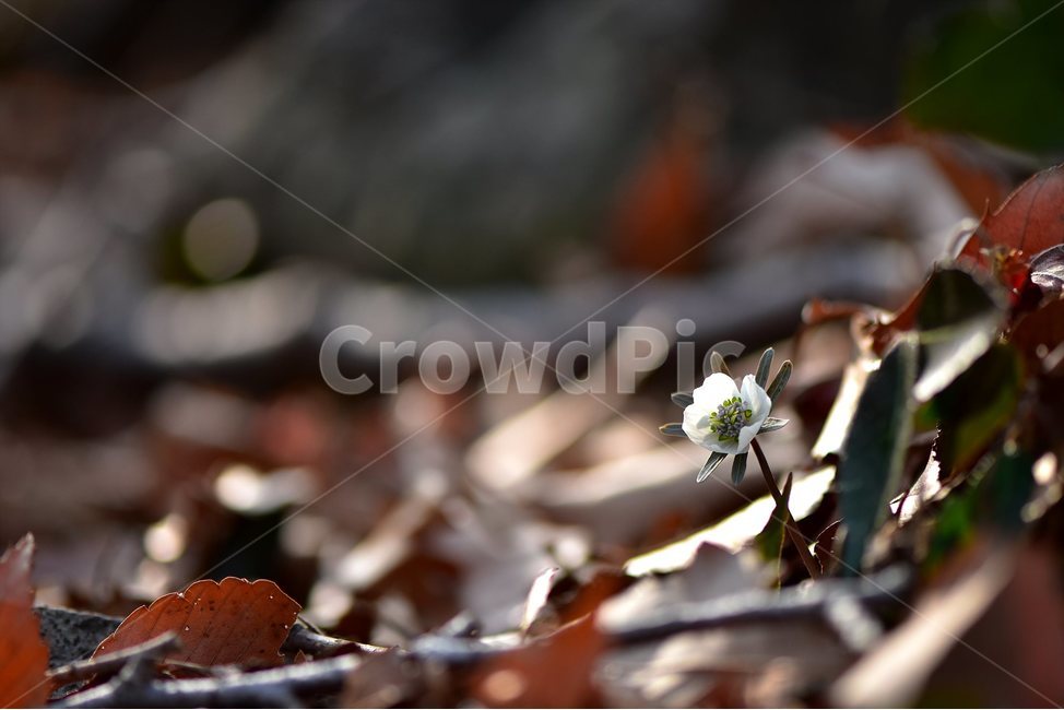 변산바람꽃,2018년,2월,야생화,꽃,생태,식물,자연,들꽃,산꽃,봄,감성,힐링,플라워,계절,시즌,wild,Flower,plants,nature,spring,season,배경,나무,목본,풀,초본,미나리아재비과,너도바람꽃속,flower,생태사진,봄꽃,거제도,봄,계절,spring,season,식물,자연,plants,nature,꽃,flower,plant