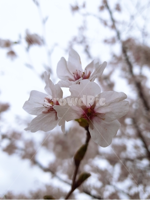 벚꽃,봄,벚나무,꽃가지,꽃,봄,계절,spring,season,식물,자연,plants,nature,꽃,flower,plant,blossom