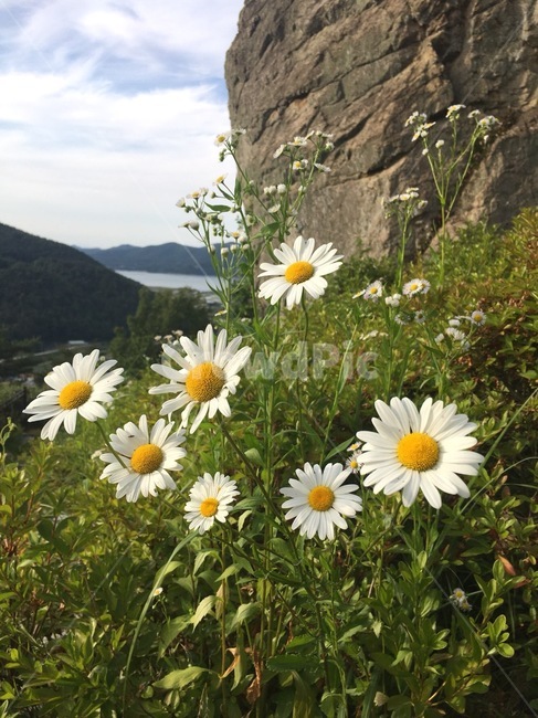 식물,꽃,blossom,flower,plant