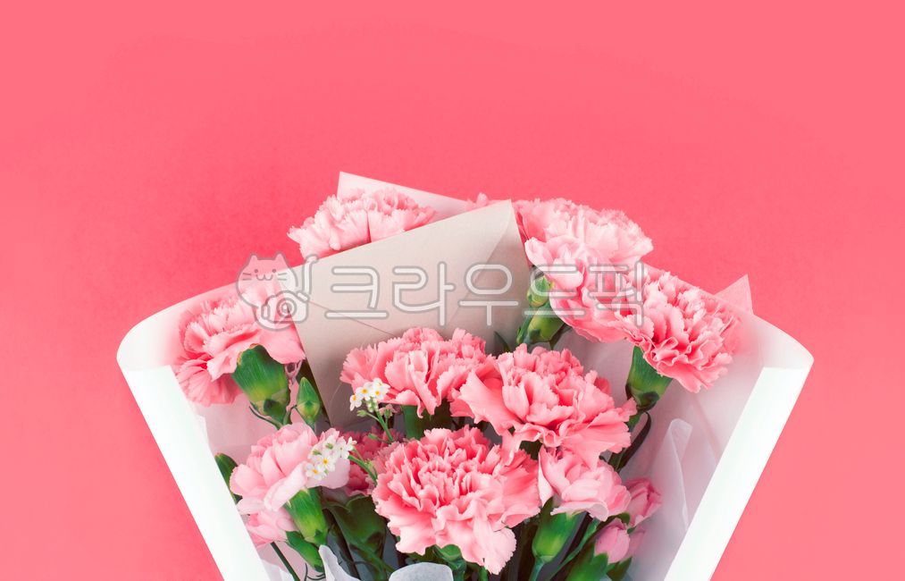 백그라운드,배경,식물,자연,카네이션,5월,가정의달,감사,꽃,선물,어버이날,스승의날,클로즈업,오브젝트,사랑,존경,축하,분홍색,기념일,꽃다발,카드,편지,엽서