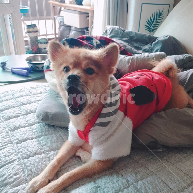 dog,동물,애완동물,개,강아지