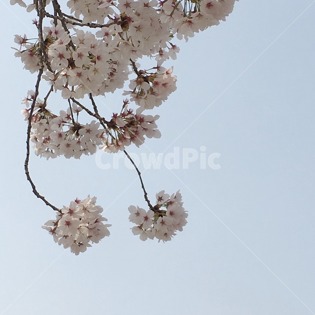 봄,벚꽃,나무,꽃,하늘,자연