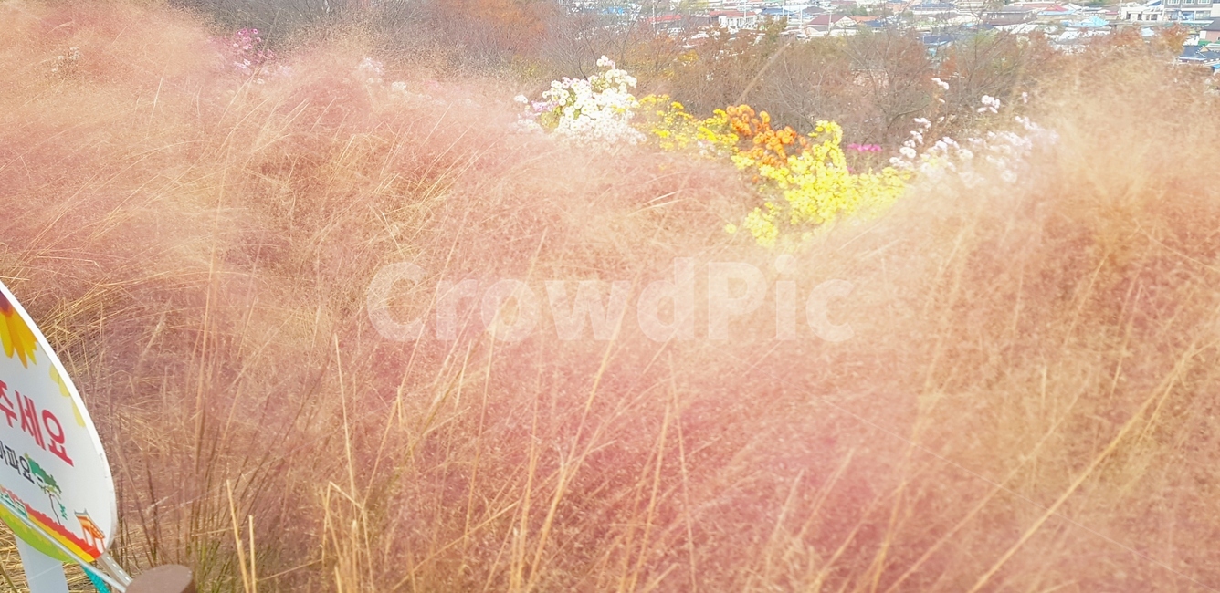 grass,잔디,핑크뮬리,식물,갈대,plant,분홍색,가을