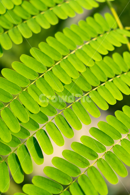 leaf,plant,식물,잎,이파리,바탕화면,배경화면,자연