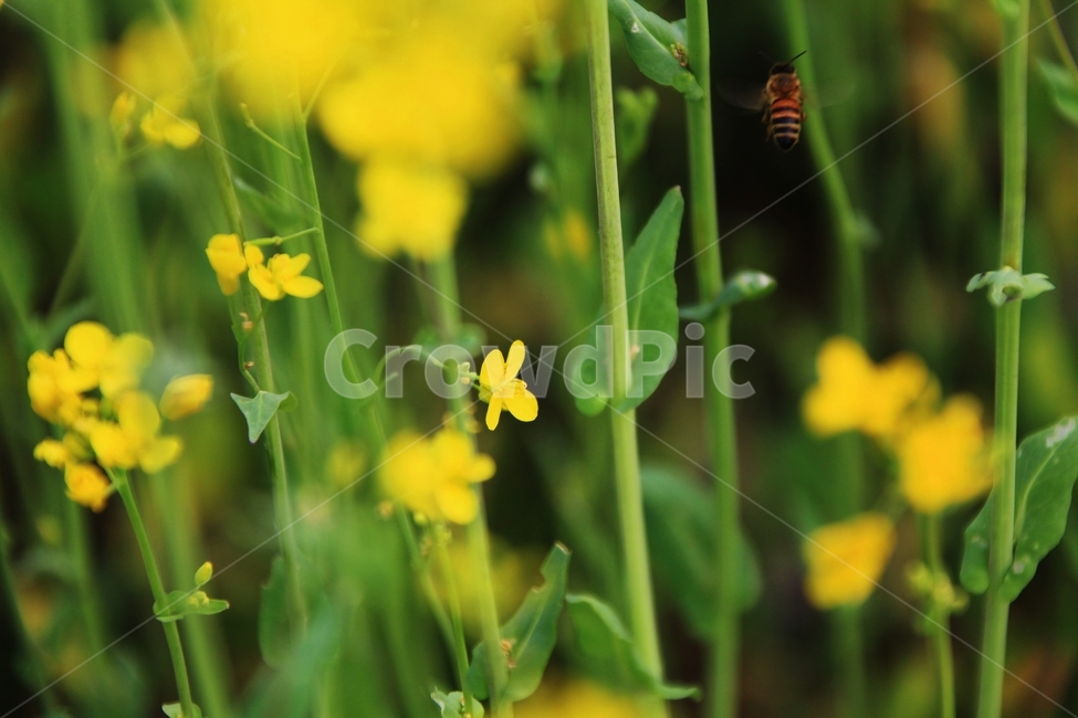 유채꽃,꿀벌,식물,bee,평지,식물,자연,plants,nature,꽃,flower,동물,animal,곤충,벌레,insect,bug