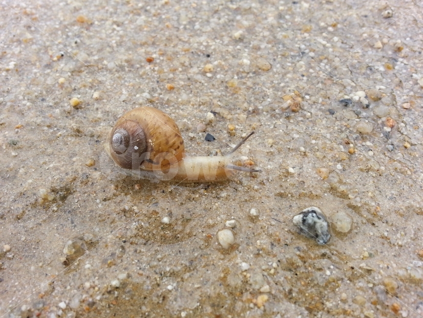 곤충,벌레,달팽이,insect,nature,자연,동물,animal,생명,축축한땅,젖은땅,비온후,비온뒤,기어가다,엉금엉금,느릿느릿,천천히,slow,슬로우,느림보,느림뱅이,느린,이동,움직임,move,접사,클로즈업,macro,closeup,snap,스냅,마크로,동물,animal