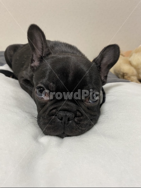 동물,프렌치불독,댕댕이,사랑스러운,졸린강아지,졸린,강아지,pet