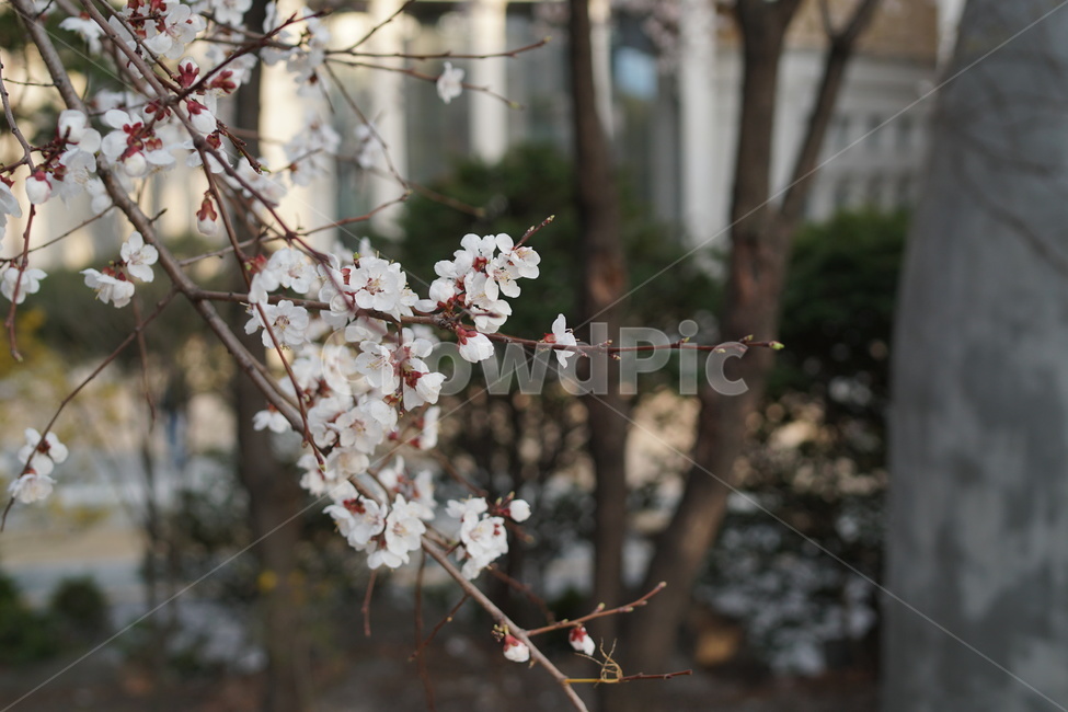 벚꽃,봄,봄소풍,봄나들이,꽃,봄,계절,spring,season,plant,식물,flower,blossom