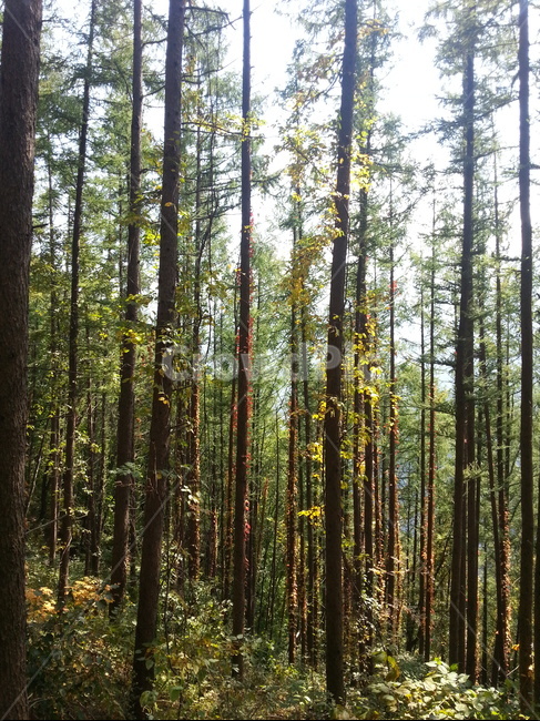 숲,나무,자작나무,직선,민둥산,식물,자연,plants,nature,나무,trees,wood
