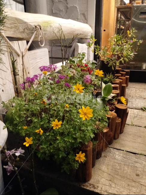 꽃,식물,plant,flower,나무,마루바닥,식물,자연,plants,nature,꽃,flower