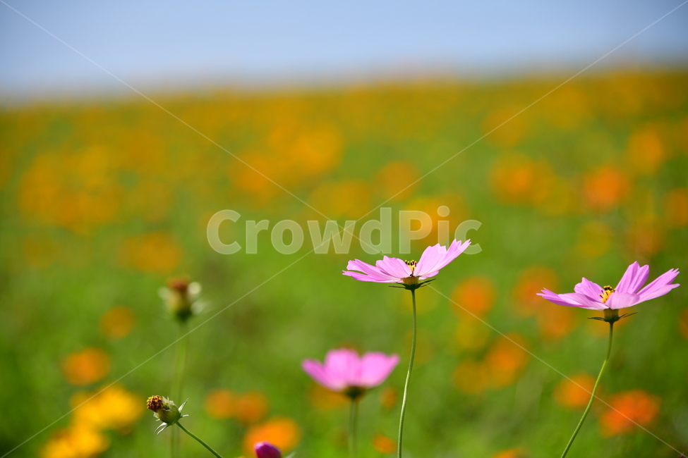 코스모스,꽃,가을,식물,자연,plant,flower,식물,자연,plants,nature,꽃,flower