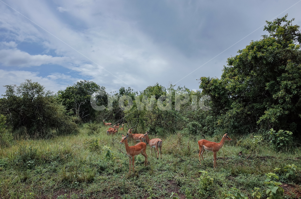 아프리카,르완다,사파리,아카제라국립공원,akageranationalpark,rwanda,africa,야생동물,자연,풍경,nature,landscape,해외,외국,세계,foreign,oversea,world,세계자연풍경,해외자연풍경,외국자연풍경,world nature landscape,동물,animal,포유류,mammal