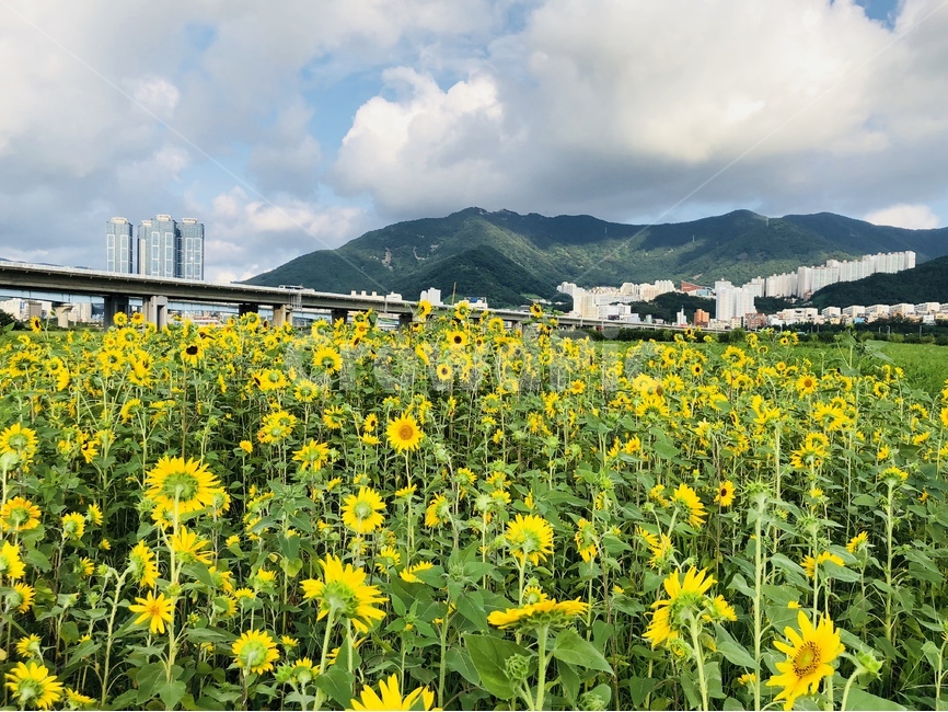해바라기,꽃,식물,플라워,늦여름,sunflower,flower,자연,풍경,nature,landscape,식물,plants,꽃,flower,grassland,목초지,outdoors,옥외,field,들,farm,농장,rural,농촌,meadow