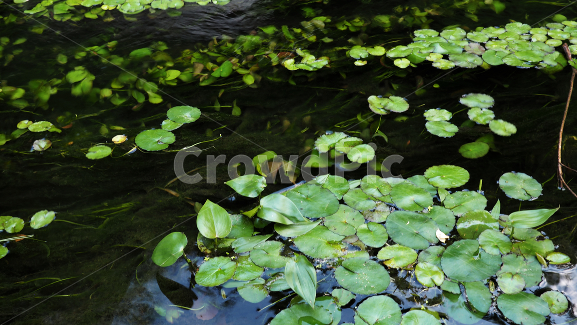 연잎,개울,물,잎사귀,lotus