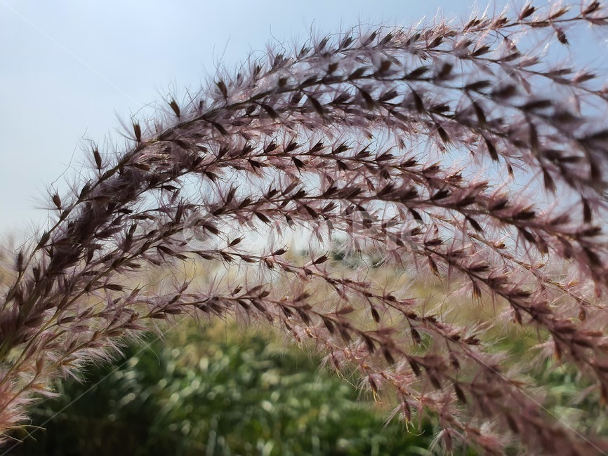 억새,식물,plant,잔디,갈대,하늘공원,가을,계절,fall,autumn,season,grass,lawn