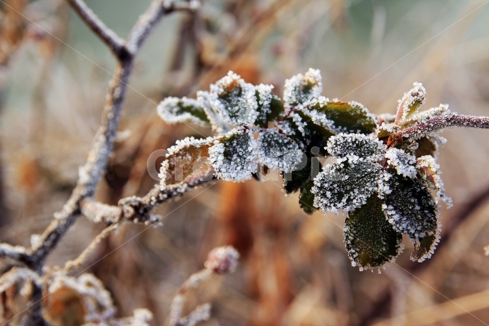 서리,겨울아침,눈꽃,추위,기다림,겨울,계절,winter,season,식물,자연,plants,nature