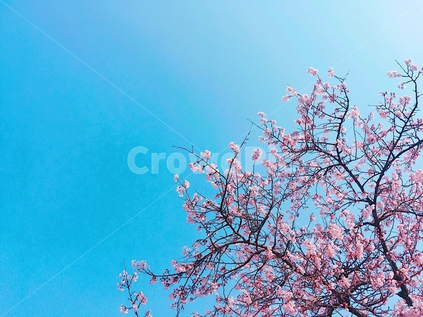 벚꽃,꽃나무,봄,하늘,flower,blossom,꽃,plant,사쿠라,cherrtblossom
