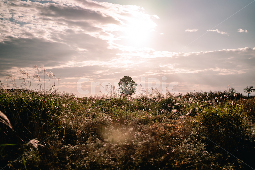 빛,light,자연,풍경,숲,감성사진,자연,풍경,nature,landscape,휴식,힐링,rest,relaxation,healing,flare,플레어