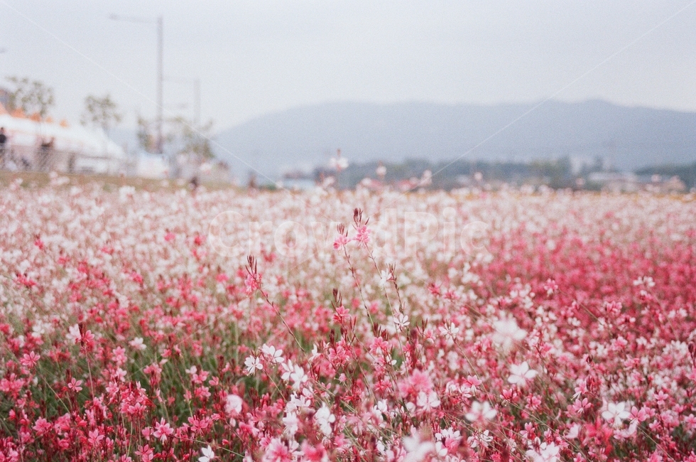 꽃,꽃밭,분홍색,flower,pretty,식물,자연,plants,nature,꽃,flower