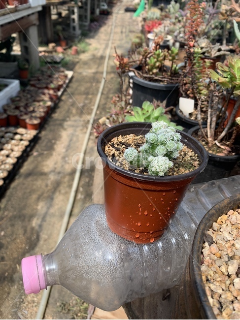 다육,식물,흙,화분,장식