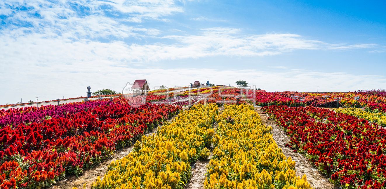 blue sky,Hill,flower garden,beautiful,Island village,Brightly colored,season,cockscomb,mountainside,park,sky,nature,cockscomb flower,festival,folding screen,slope,yellow cockscomb,hill exhaust,panorama,Cockscomb Festival,field,outdoors,autumn,red cockscom