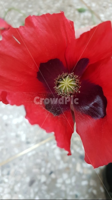 양귀비,꽃,빨간,마약,단속,식물,자연,plants,nature,꽃,flower
