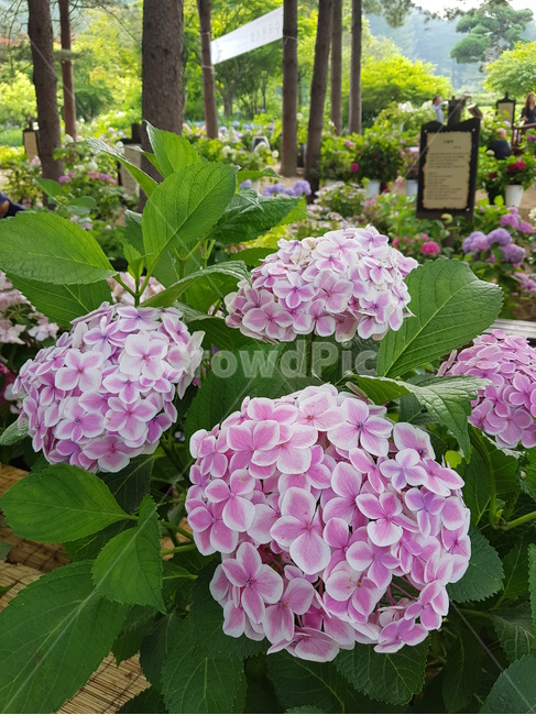 plant,식물,blossom,꽃,geranium,제라늄,예쁜꽃,핑크꽃