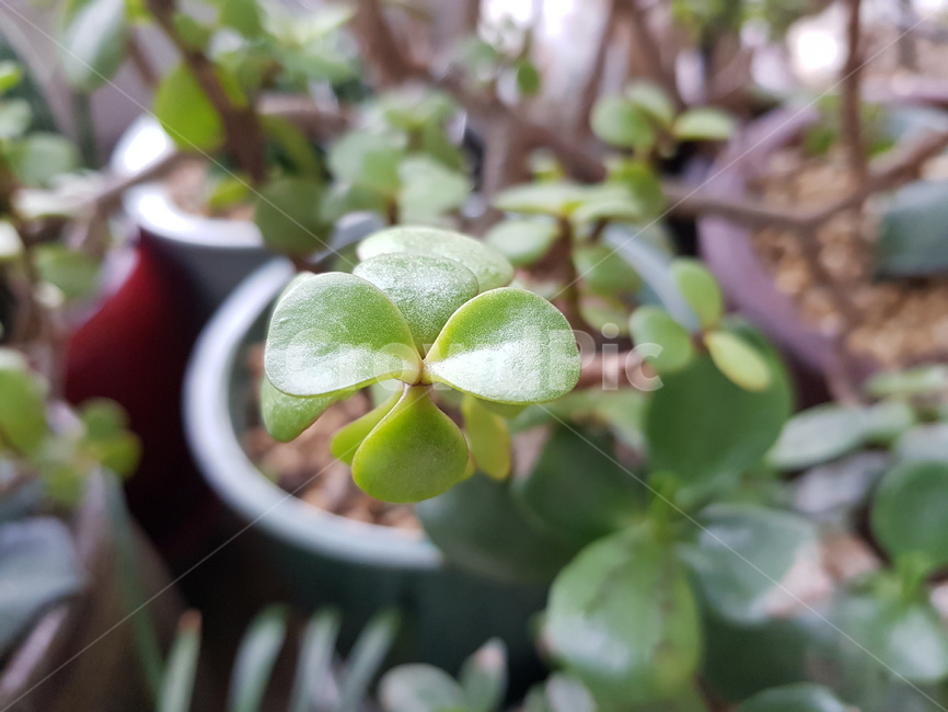 plant,식물,보타닉,green,leaf,식물,자연,plants,nature