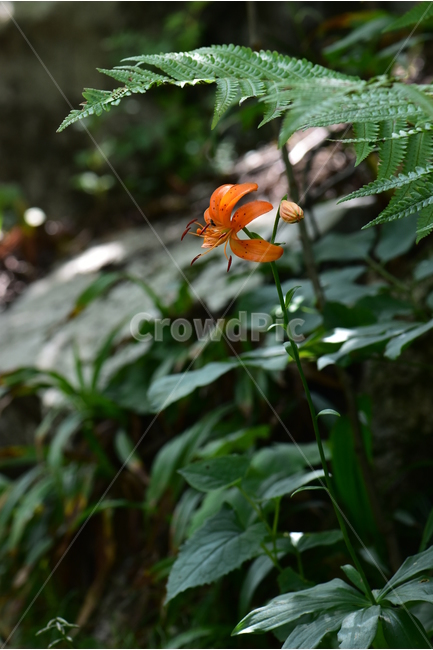말나리,야생화,식물,자연,꽃,생태,힐링,플라워,wildflower,flower,plants,nature,season,감성,느낌,emotion,feeling,여름,여러해살이풀,산형과,백합과,백합속,주황색,식물,자연,plants,nature,꽃,flower