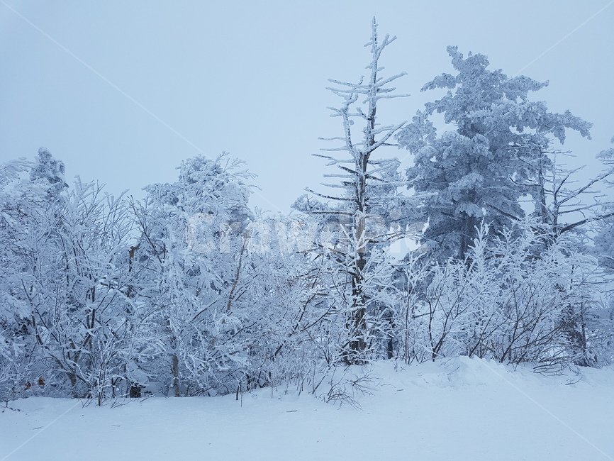 자연,겨울,상고대,눈꽃축제,겨울나무,겨울,계절,winter,season,자연,풍경,nature,landscape