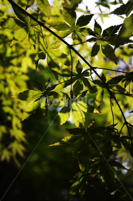 숲,나무,식물,plant,봄,spring,초록,잎,식물,자연,plants,nature