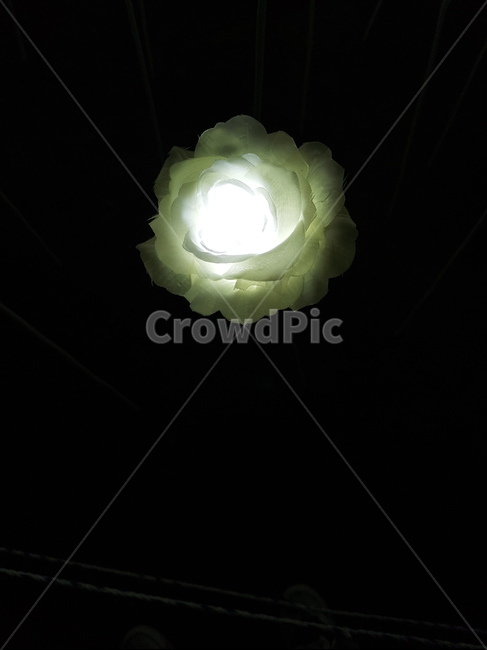 꽃,led,led꽃,장미,rose