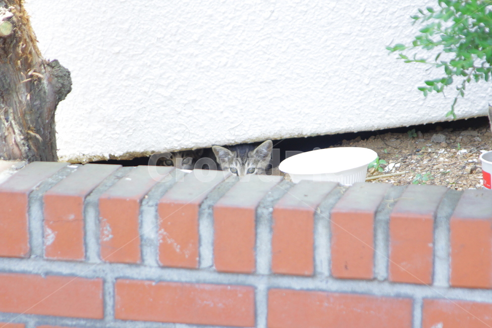 고양이,길고양이,아기고양이,경계,밥먹는고양이,동물,동물,animal,포유류,mammal,고양이,cat,kitten,kitty