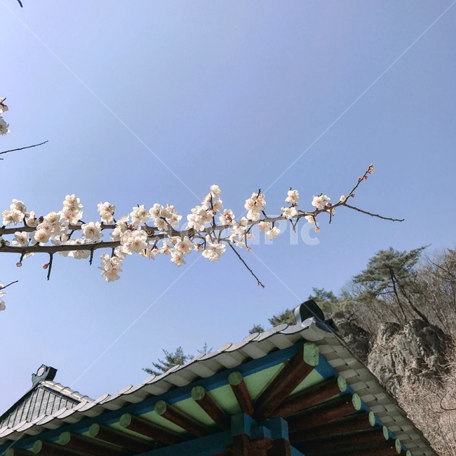 여름,풀,나무,가옥,구름