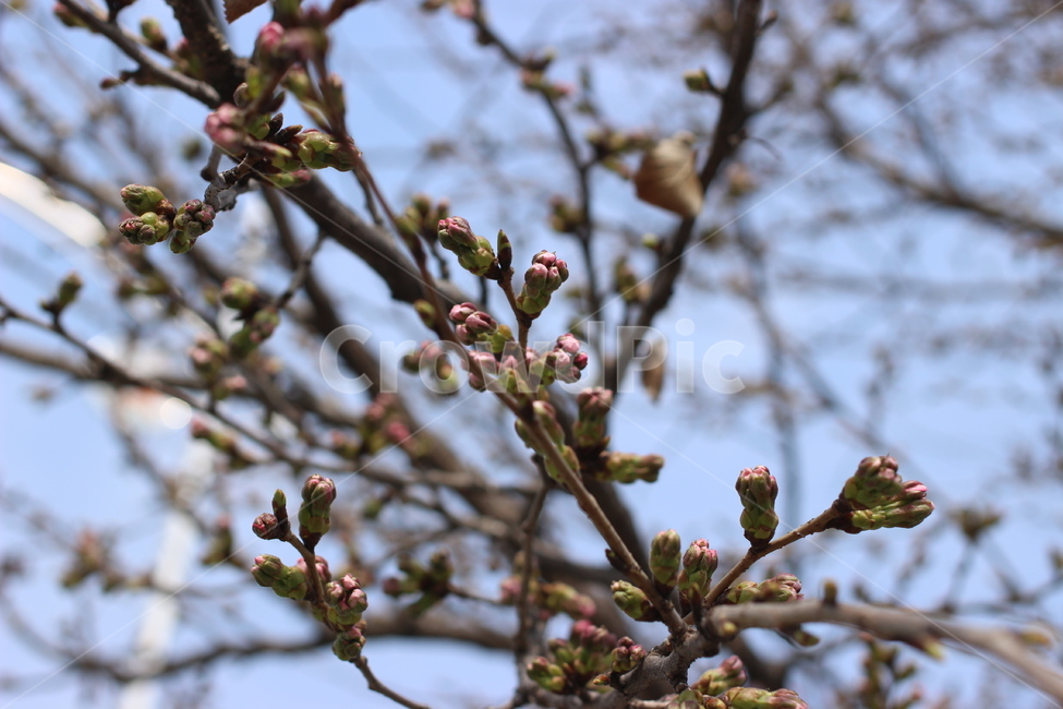 벚꽃,봉우리,개화,봄,사쿠라,인천대공원,자연,풍경,nature,landscape,꽃,flower,나무,trees,wood,sprout,새싹,blossom,bud,싹,plant,식물