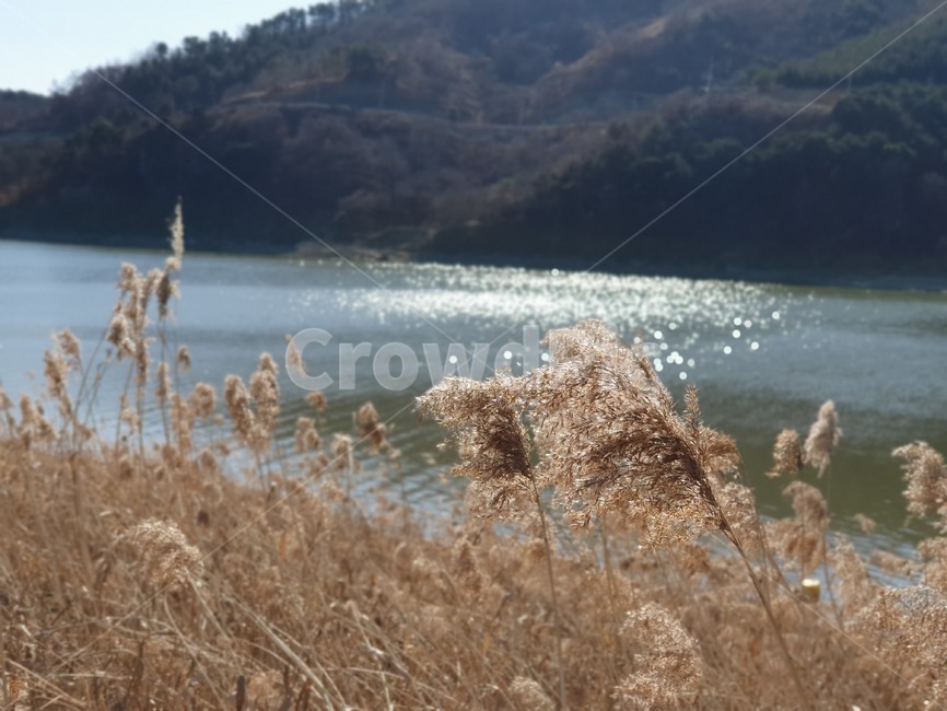 plant,식물,grass,lawn,갈대,reed,잔디,자연,낙동강,강,계절,풍경,풀,빛