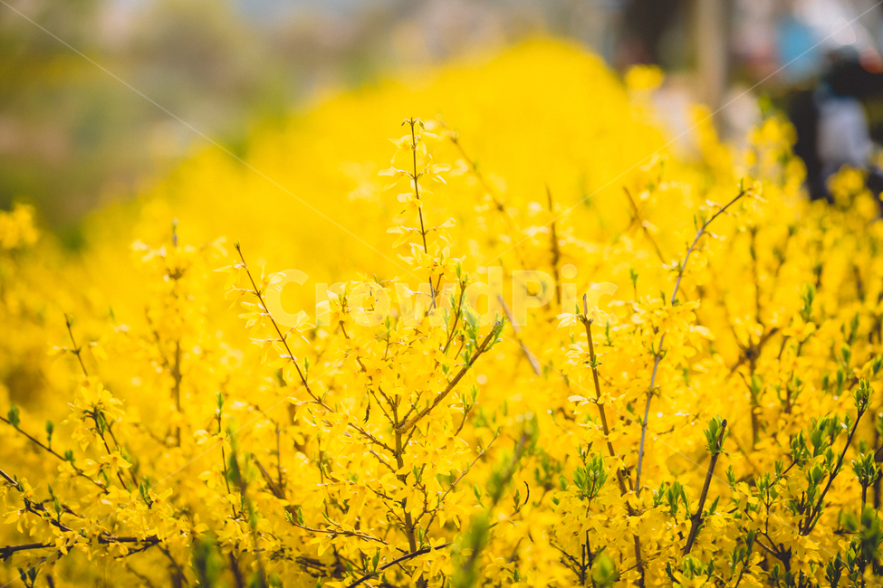 봄,벚꽃,개나리,노랑,흰꽃,노란꽃,자연,봄날,식물,자연,plants,nature,꽃,flower