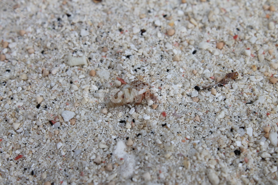 인도네시아,길리,소라게,indonesia,gili,hermitcrab,beach,해변,백사장,sandybeach,게,crab