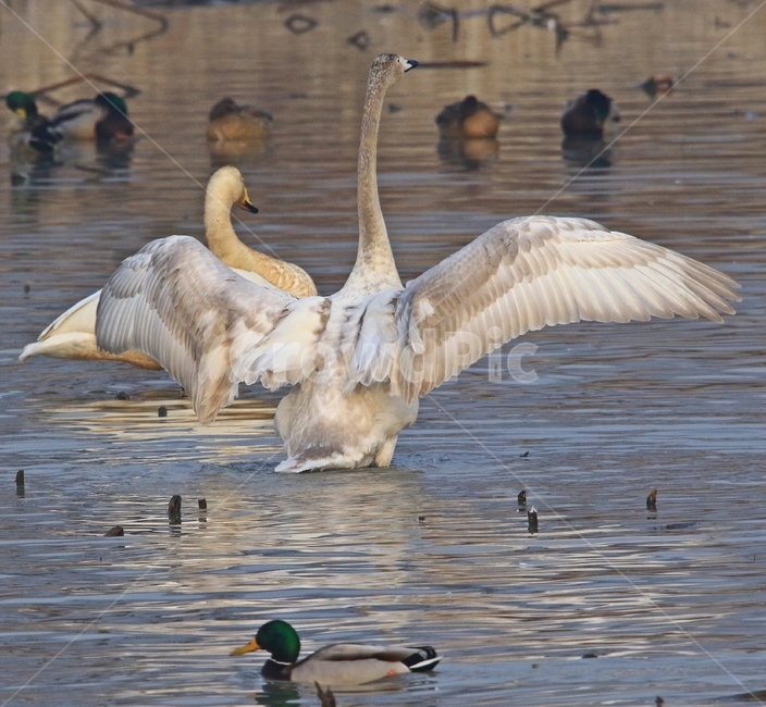 고니,새,백조,bird,동물,동물,animal,조류,새,birds